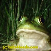 /home//u458753944/public_html/sourcegallery//Frogs/More bullfrogs/P7060242.JPG